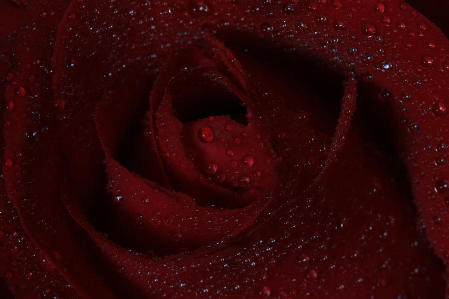 Raindrops on Rose Photograph by Keith Hawley