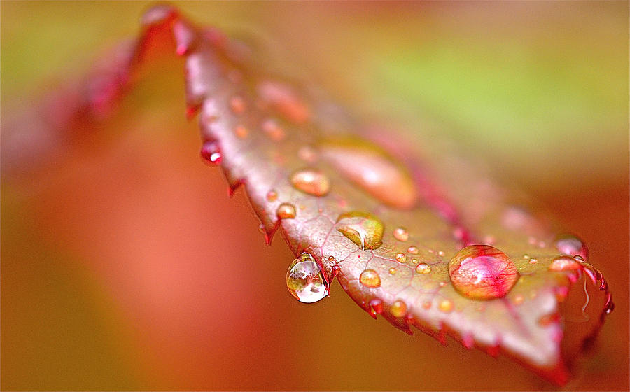 Raindrops On Rose Leaves Photograph by Kay Jantzi