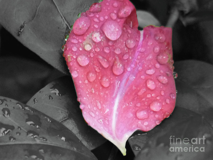 Raindrops on Rose Petal Photograph by Deborah Smolinske