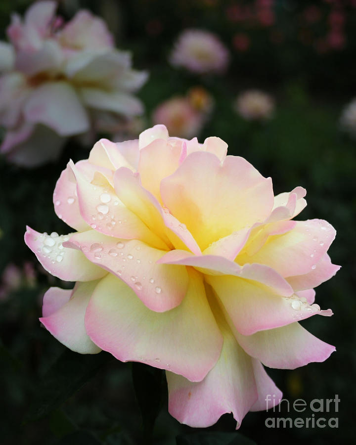 Raindrops on Rose Petals Photograph by Barbara McMahon