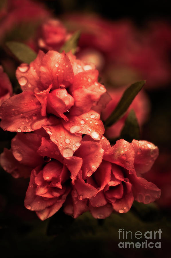Raindrops on Rosebuds Photograph by Venetta Archer