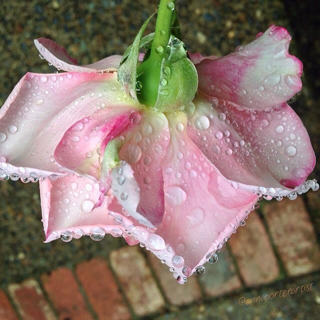 Rose Photograph - Raindrops On Roses by Anna Porter