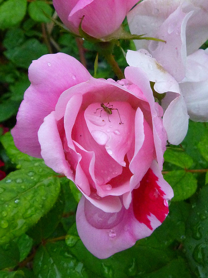 Raindrops on roses  Photograph by Ellen Paull