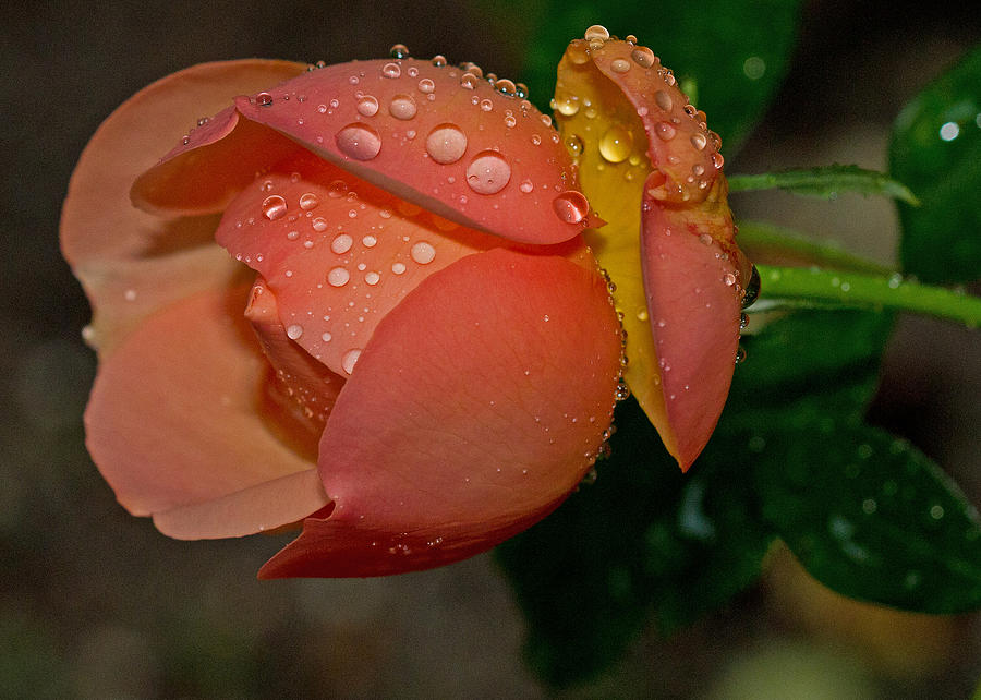 Raindrops on Roses Photograph by Farol Tomson