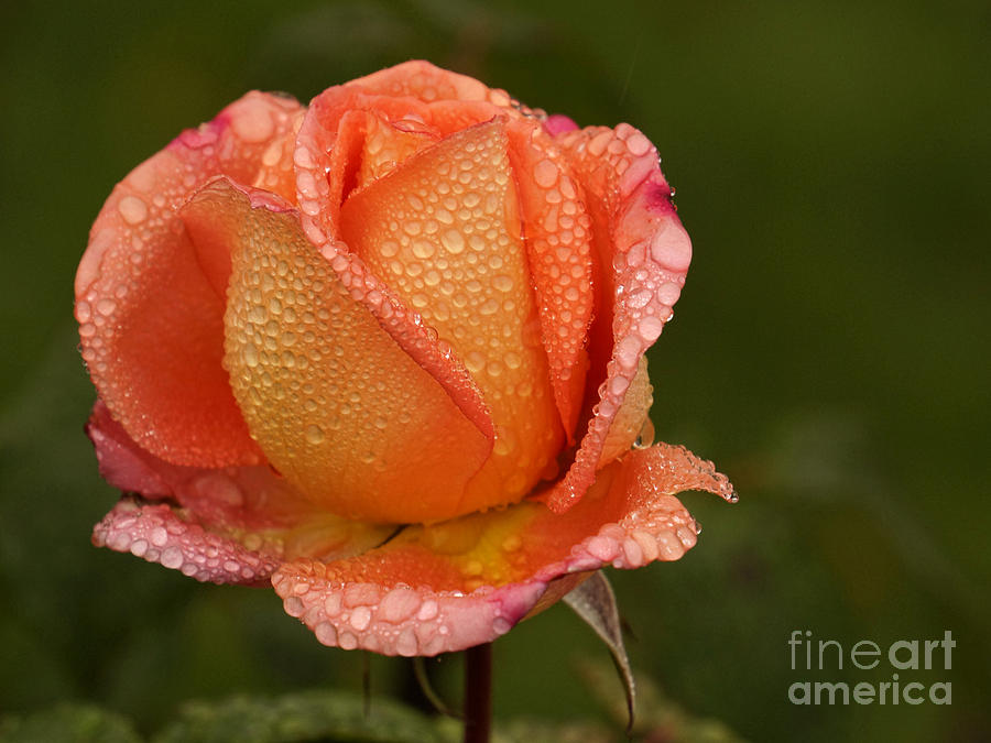 Raindrops on Roses Photograph by Inge Riis McDonald