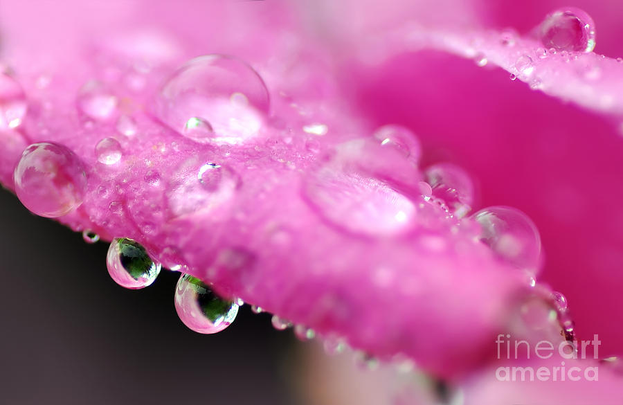 Raindrops on Roses Photograph by Kaye Menner