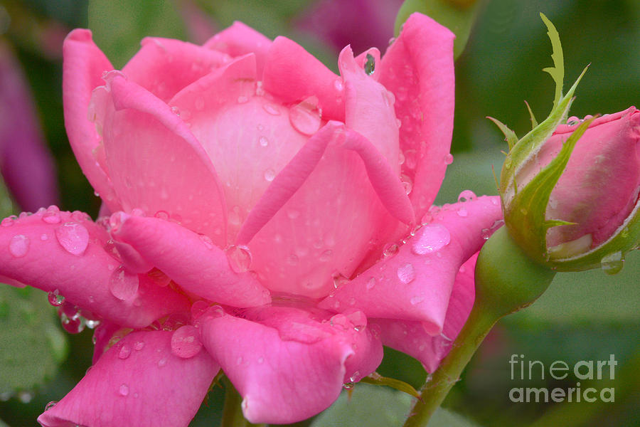 Raindrops On Roses Photograph - Raindrops on Roses by Regina Geoghan