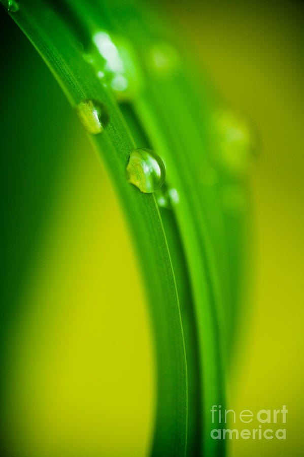 Nature Photograph - Raindrops on the Grass by Andrea Gingerich