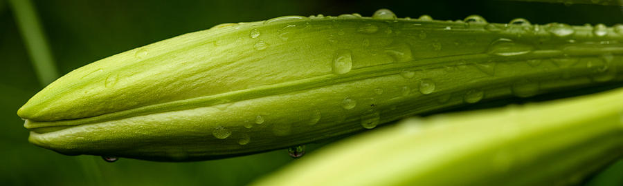 Raindrops on the Lily Bud Photograph by Sennie Pierson