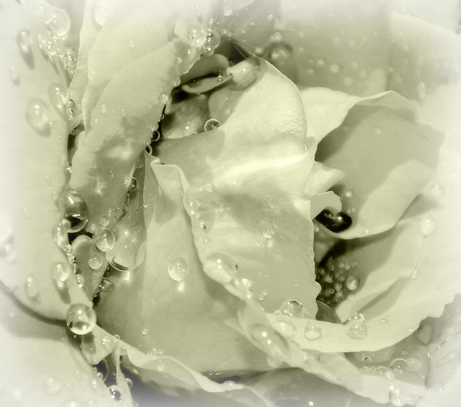 Raindrops On White Rose Photograph by KATIE Vigil