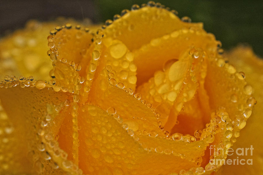 Raindrops on yellow rose Photograph by Inge Riis McDonald