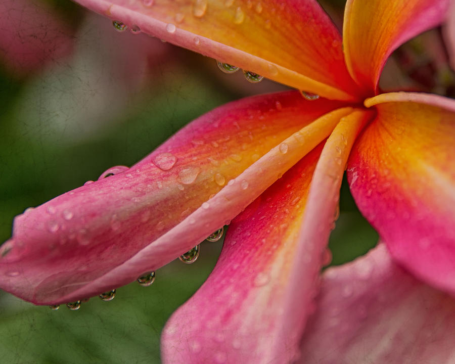 Plumeria Photograph - Raindrops by Sharon Jones