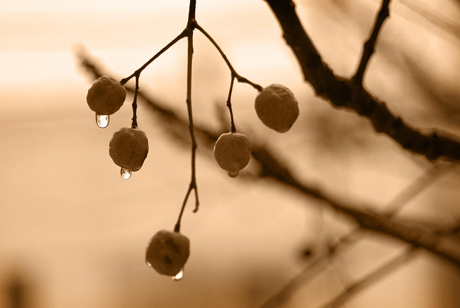 Inspirational Photograph - Raindrops by BeU By Joy