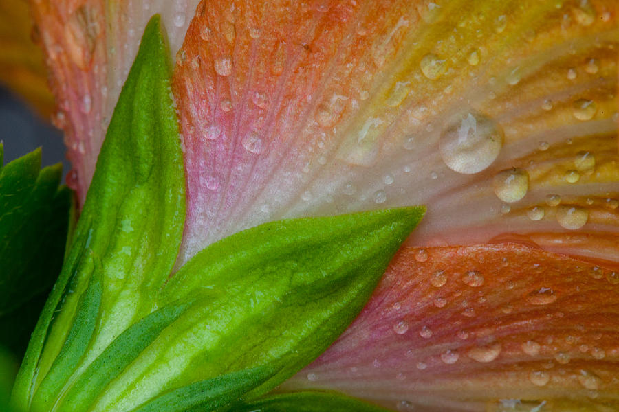 Flower Photograph - Rained Hibiscus  by W Chris Fooshee
