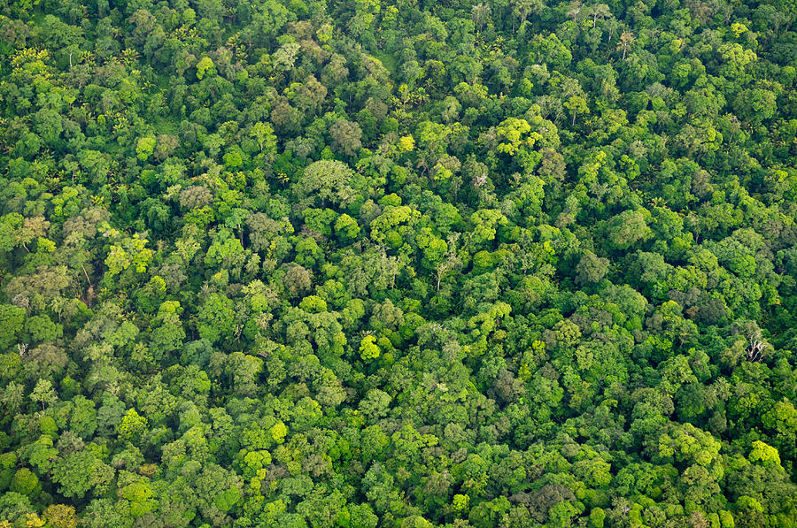 Rainforest Aerial Photograph By Martin Shields - Pixels