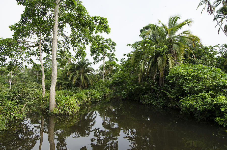 Rainforest Along Lekoli River Photograph by Pete Oxford