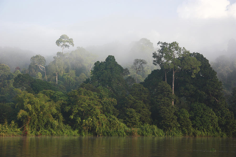 Rainforest Along The Kinabatangan River Photograph by Hiroya Minakuchi