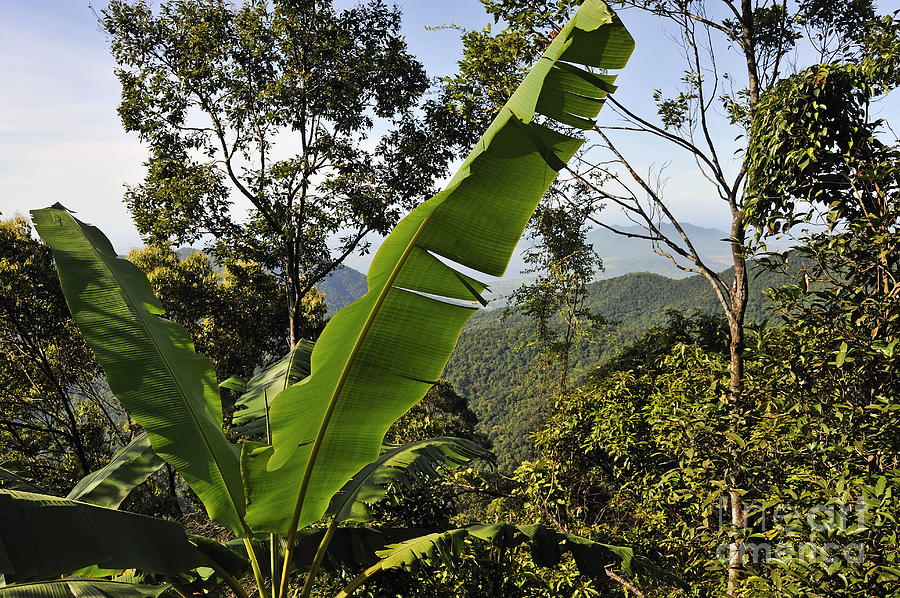 Rainforest and banana tree Photograph by Sami Sarkis