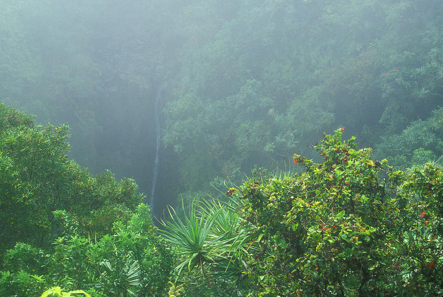 Rainforest and Lower Puohokamoa Falls Maui Hawaii Photograph by John Burk