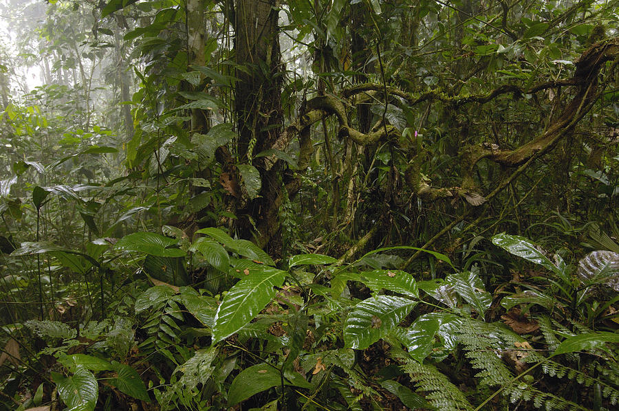 Rainforest Andes Mountains Ecuador Photograph by Pete Oxford
