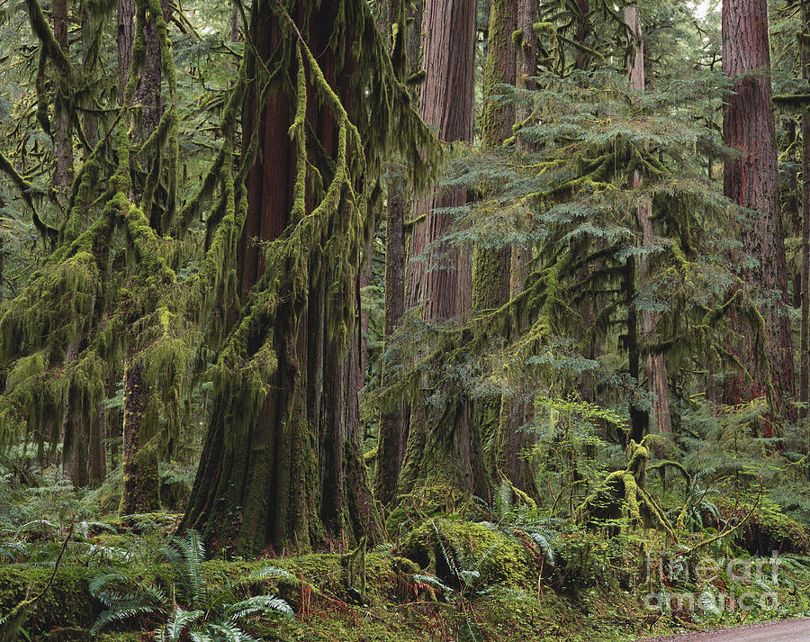 Rainforest Photograph by Art Wolfe