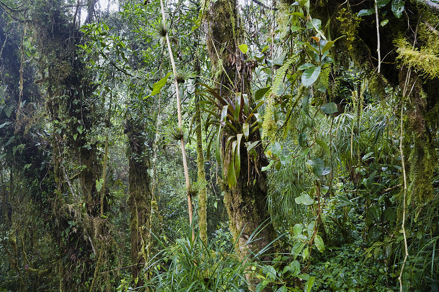 Rainforest At Cerro De La Muerte Costa Photograph by Konrad Wothe
