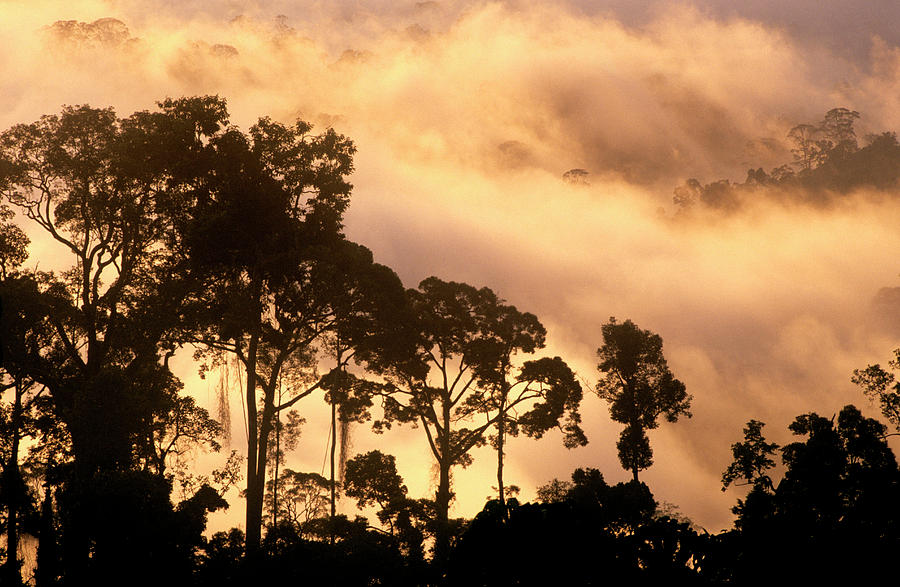 Rainforest At Dawn Photograph by Louise Murray/science Photo Library