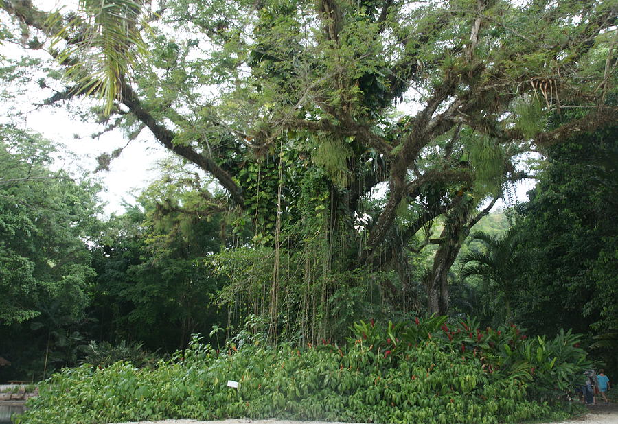 Rainforest Photograph - Rainforest at YS River by Olaf Christian Rainforest Photograph - Rainforest at YS River by Olaf Christian