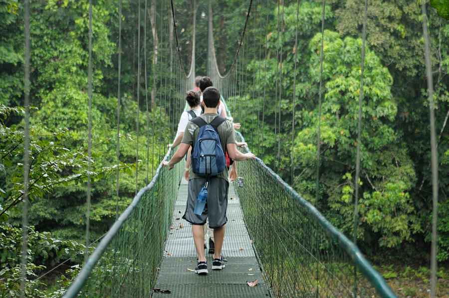 Rainforest Bridge Photograph by Martin Shields - Fine Art America