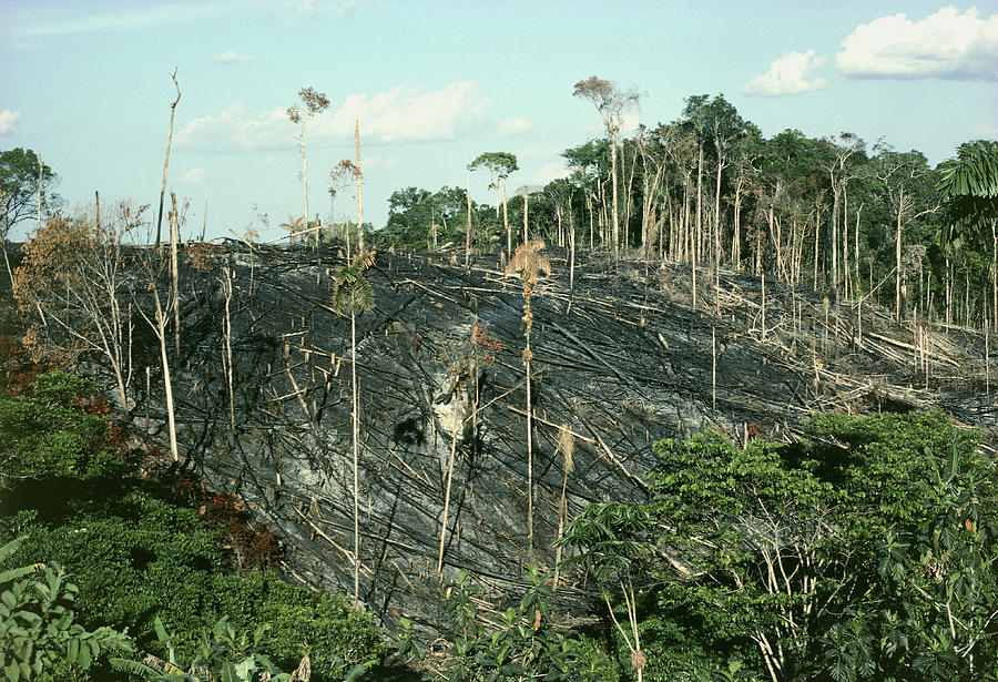 Rainforest Burnt For Crop-planting Photograph by Dr Morley Read/science Photo Library