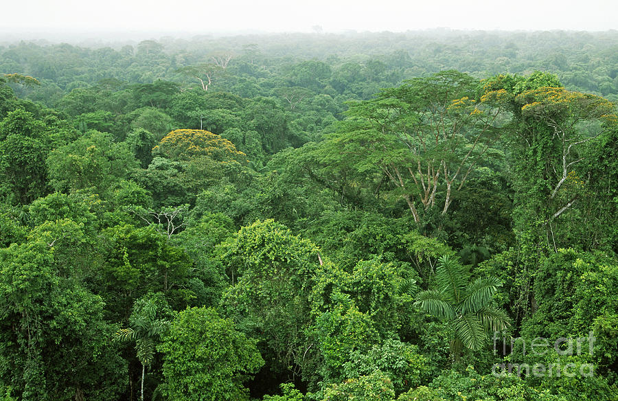 Rainforest Canopy Photograph by Gregory G. Dimijian, M.D.