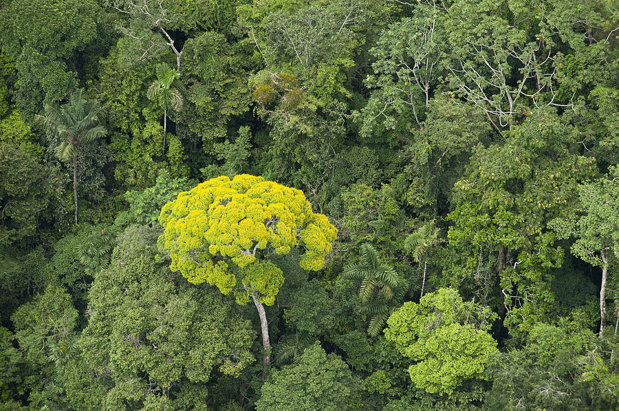 Rainforest Canopy Yasuni Ecuador Photograph by Pete  Oxford