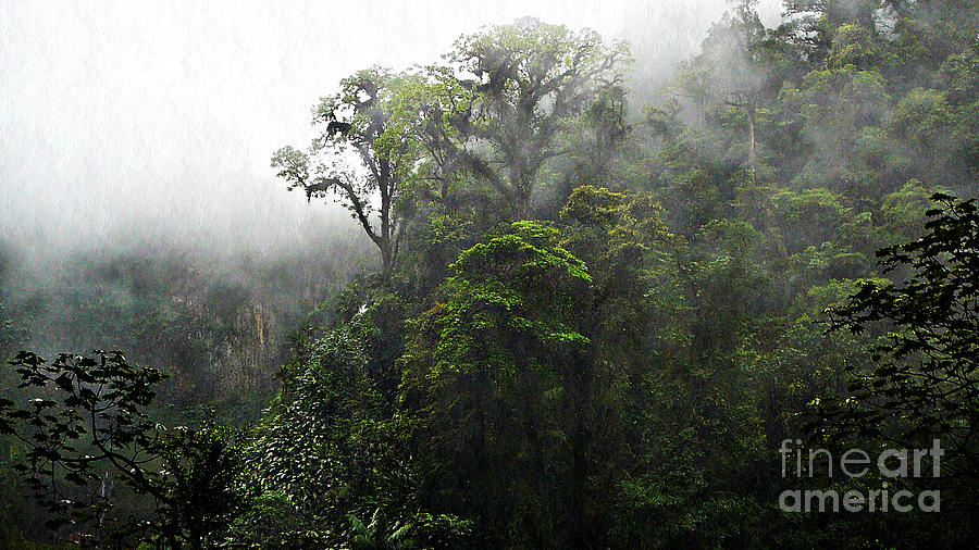 Rainforest Photograph by Chris Sotiriadis