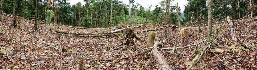 Rainforest Cleared To Plant Crop Photograph by Dr Morley Read