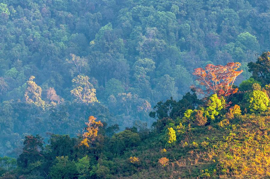 Rainforest Colours At Dawn Photograph by K Jayaram