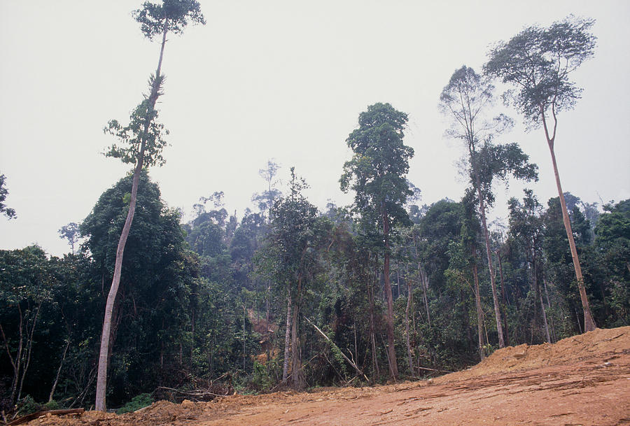 Rainforest Destruction Photograph by Jiri Loun/science Photo Library