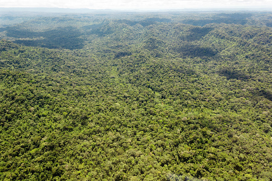 Rainforest Photograph by Dr Morley Read