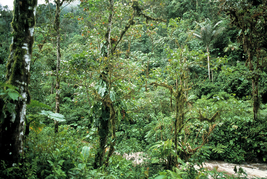 Rainforest Photograph by Dr Morley Read/science Photo Library