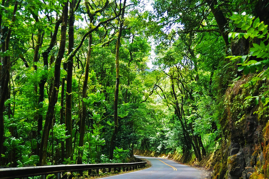 Rainforest Drive - Hana Highway Photograph by Paulette B Wright