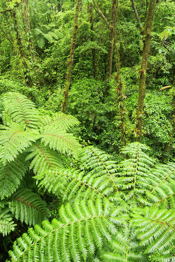 Rainforest Fern Landscape, Arinal Area Photograph by Josh Miller - Fine ...