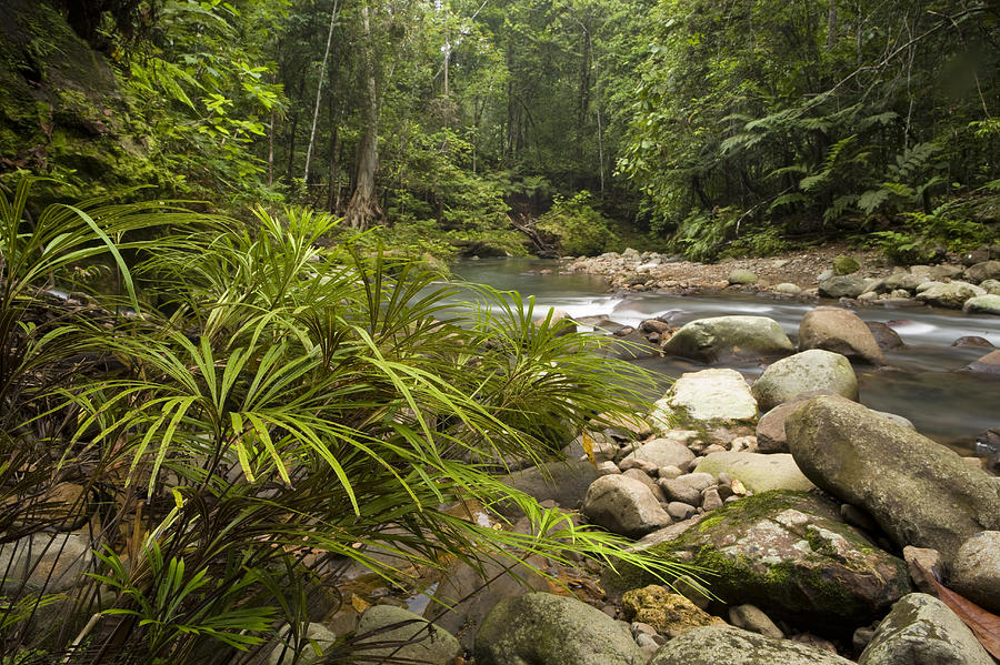 Rainforest Ferns Along River Sabah Photograph by Sebastian Kennerknecht