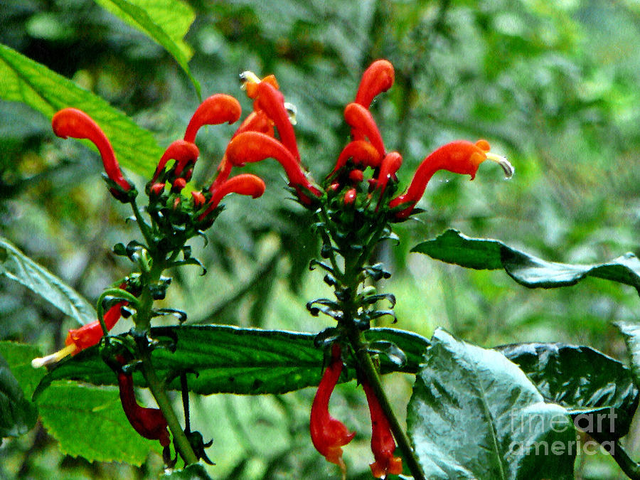 Rainforest Flower 1 Photograph by Chris Sotiriadis