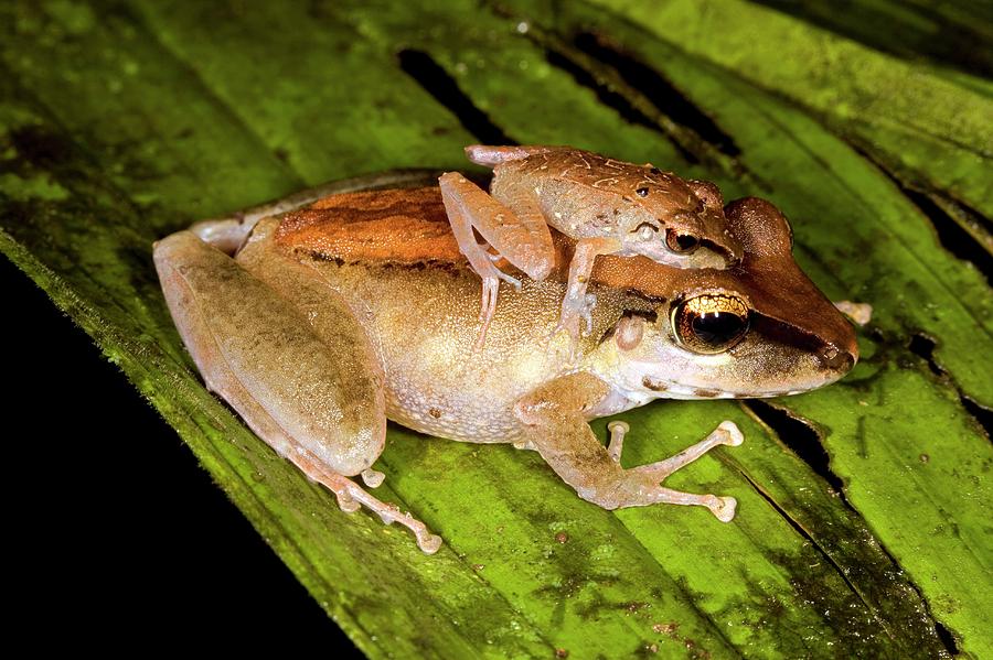 Rainforest Frogs Mating Photograph By Dr Morley Readscience Photo Library Fine Art America 