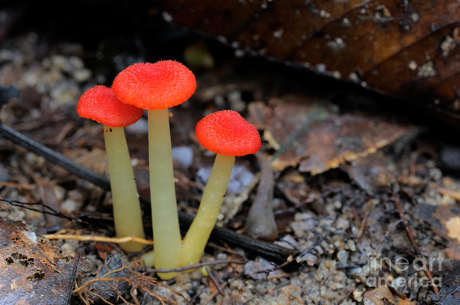 Rainforest Fungi Photograph by Fletcher & Baylis