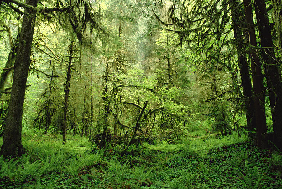 Rainforest Hoh River Valley Washington Photograph by Gerry Ellis