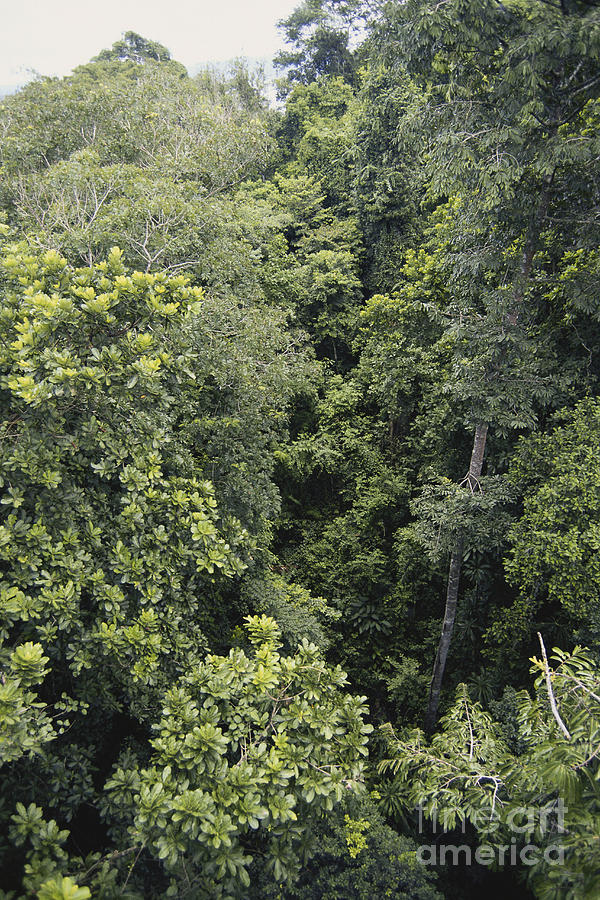 Rainforest In Panama Photograph by Scott Camazine