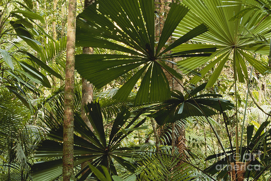 Rainforest In Queensland, Australia Photograph by Art Wolfe