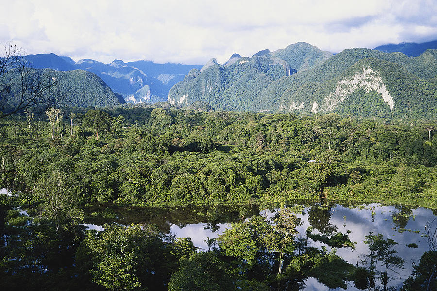  Rainforest  In Sarawak Borneo  Photograph by Simon D Pollard