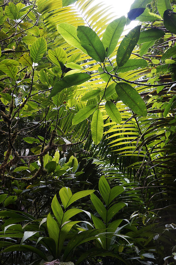 Rainforest Interior Costa Rica Photograph by Hiroya  Minakuchi