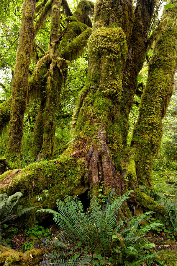 Rainforest Photograph by Kathleen Bishop